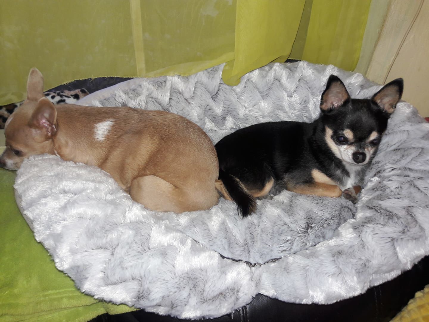 Readers pet photos